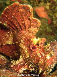leaf scorpion fish taken at leleiwi dive site in hilo haw... by Michelle Tinsay 